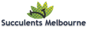 Succulents Melbourne-Succulents For Sale
